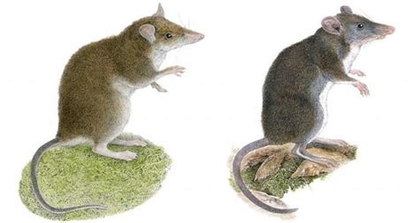 The Role of Rodents in Divination and Prophecy in Magical Practices